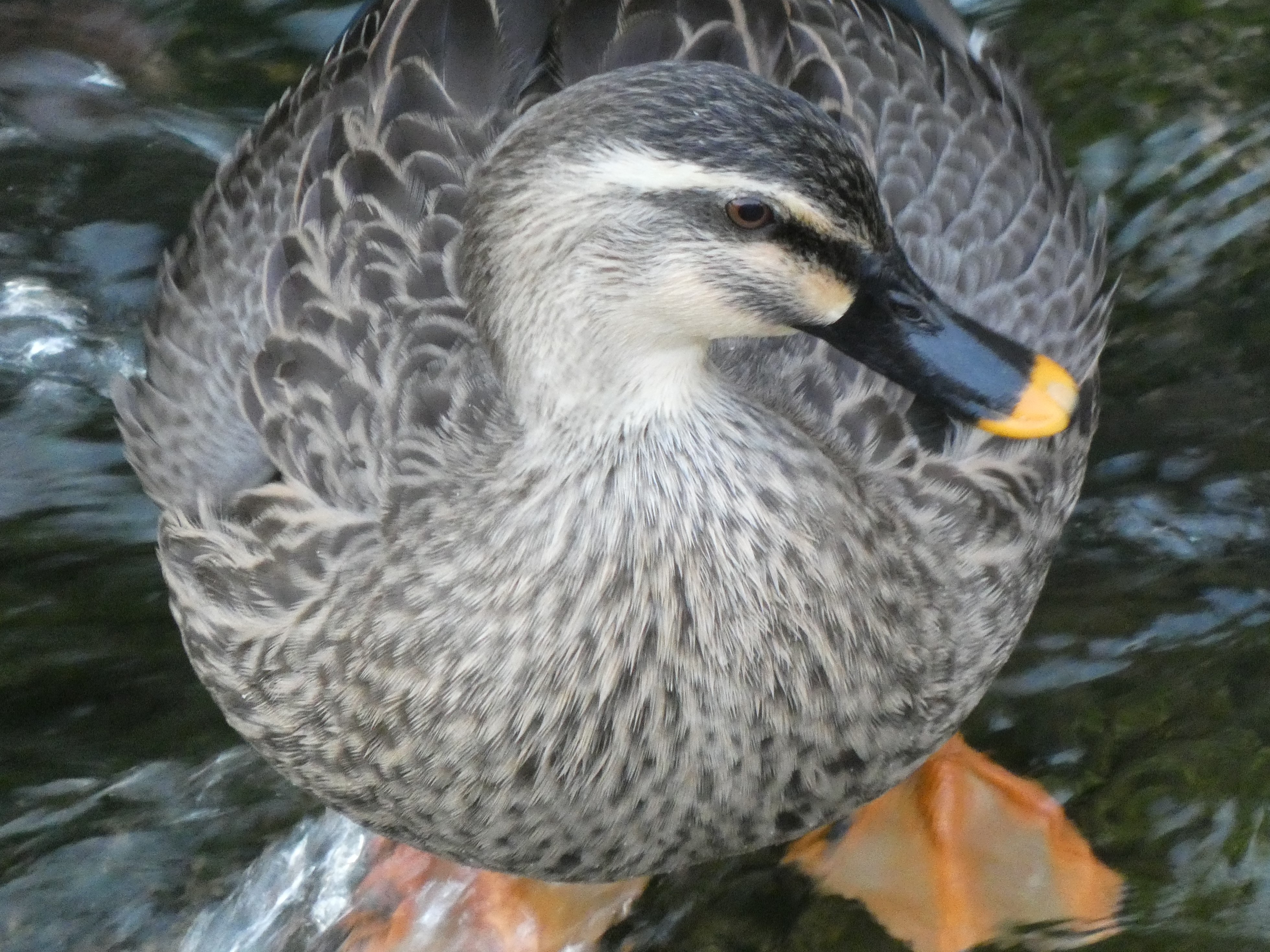 先端が黄色のくちばしと橙色の脚がカルガモの目印（妙正寺川。2019/12撮影）