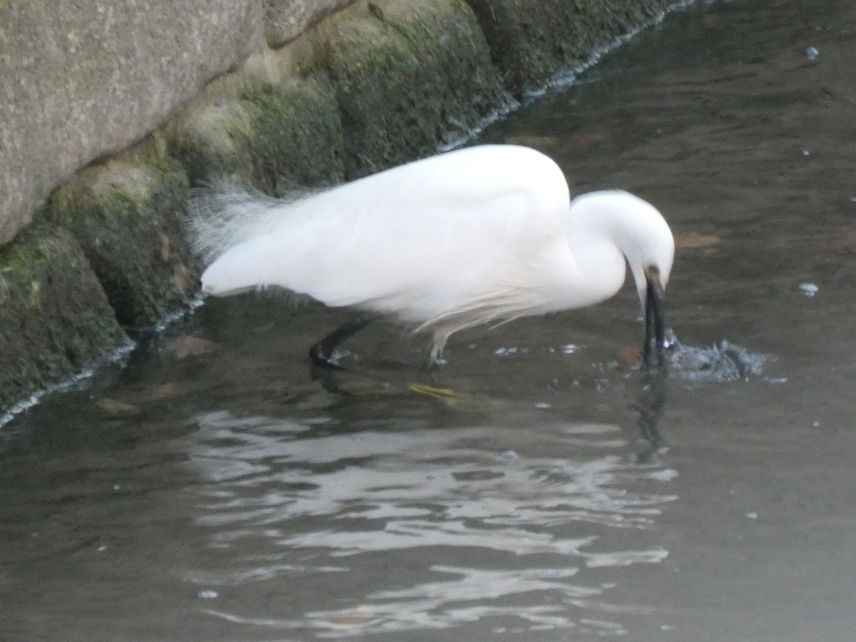 妙正寺川の浅瀬で採餌中のコサギ（2019/12撮影）