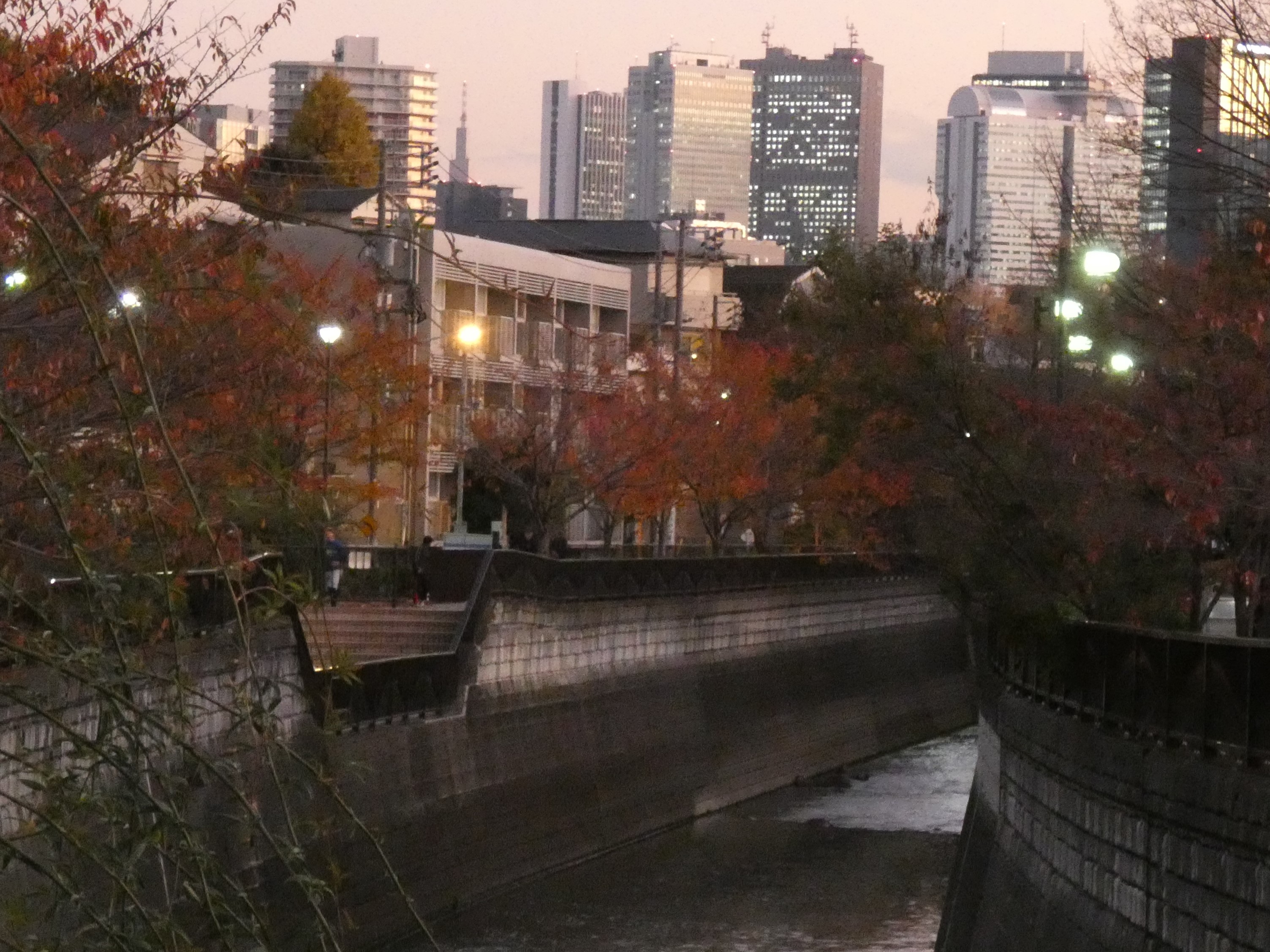 遠くに西新宿の高層ビルが見える（妙正寺川。2019/12撮影）