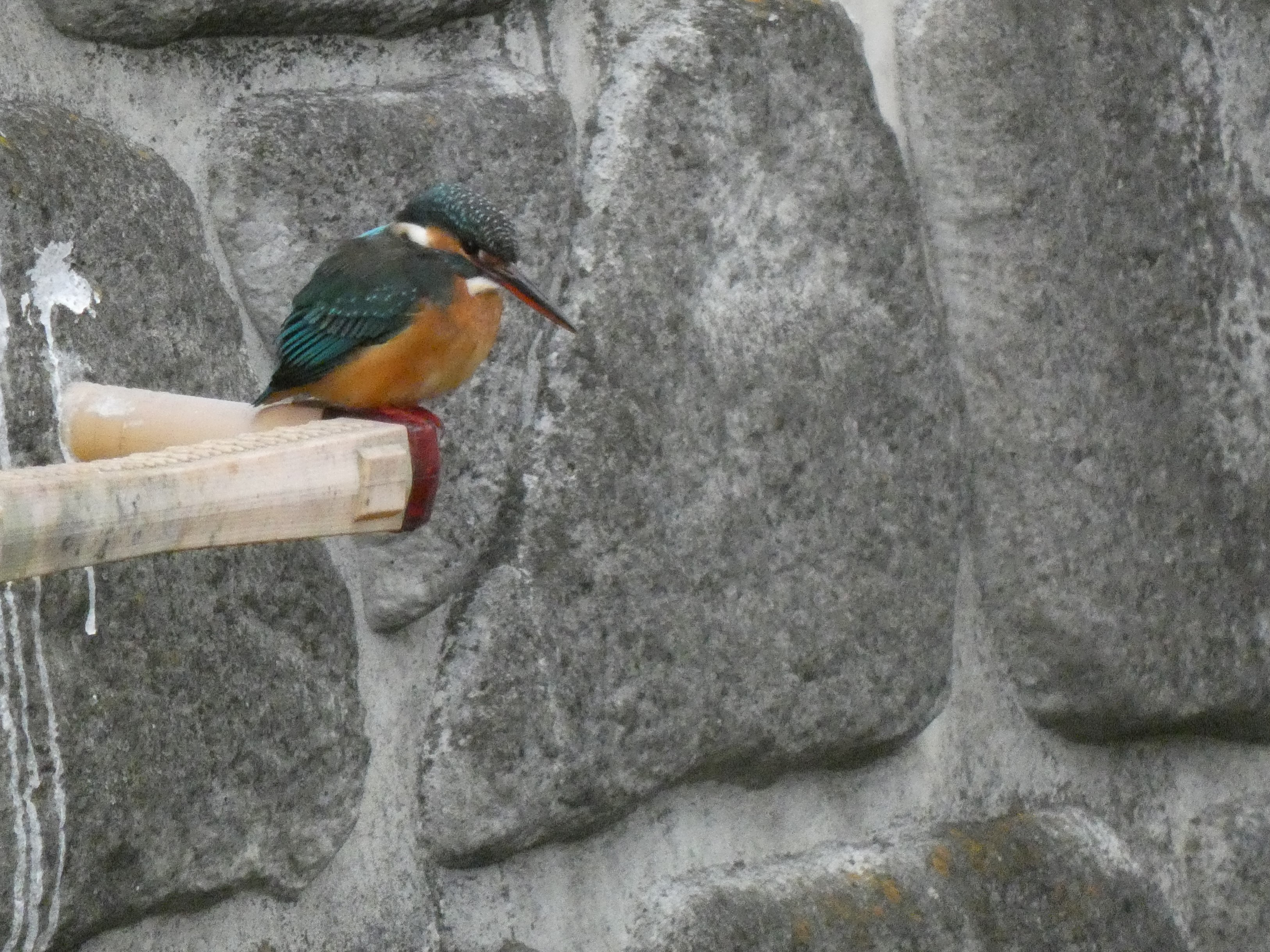 妙正寺川の川底に降りる非常用ハシゴに、カワセミがいた（2019/12撮影）