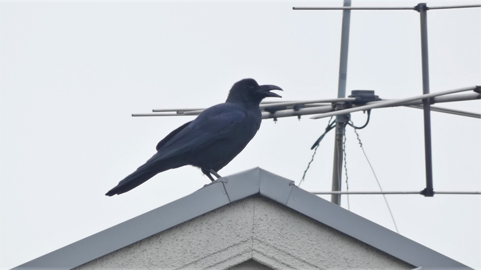 屋根の上でカァーカァー鳴いているハシブトガラス（妙正寺川周辺。2019/12撮影）