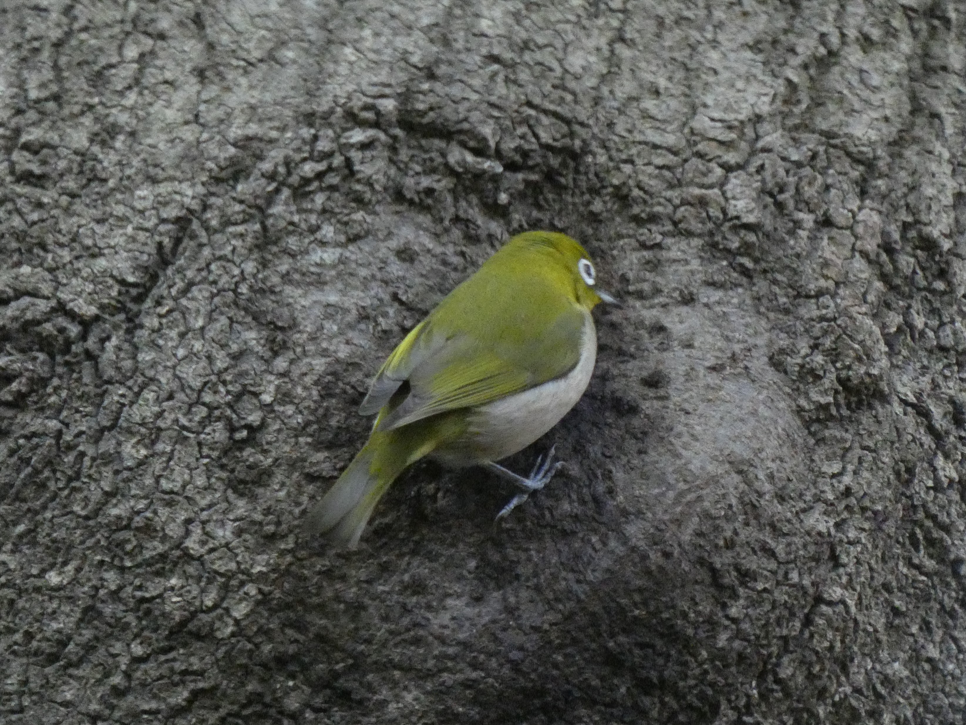 混群にはメジロも参加（おとめ山公園。2020/01撮影）