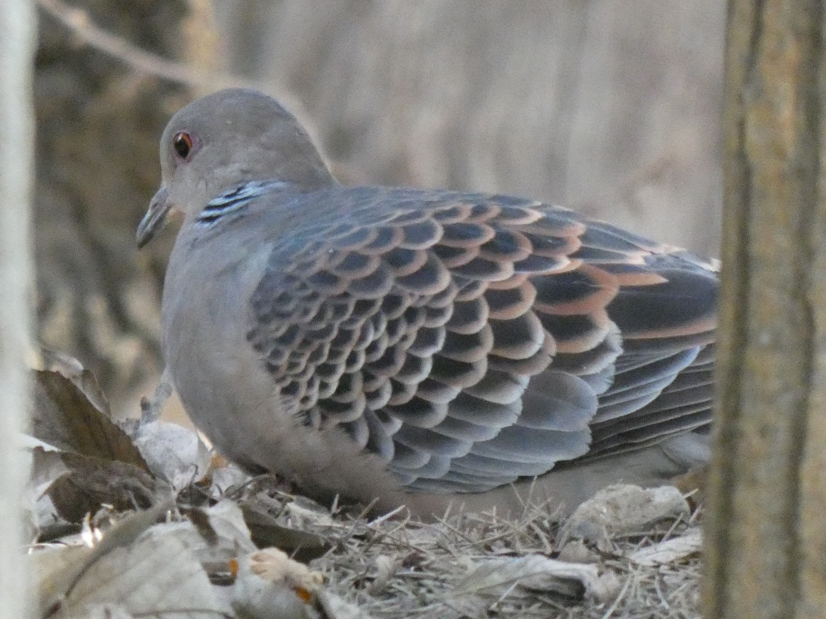 落ち葉の積もった斜面で餌を探すキジバト（おとめ山公園。2020/01撮影）