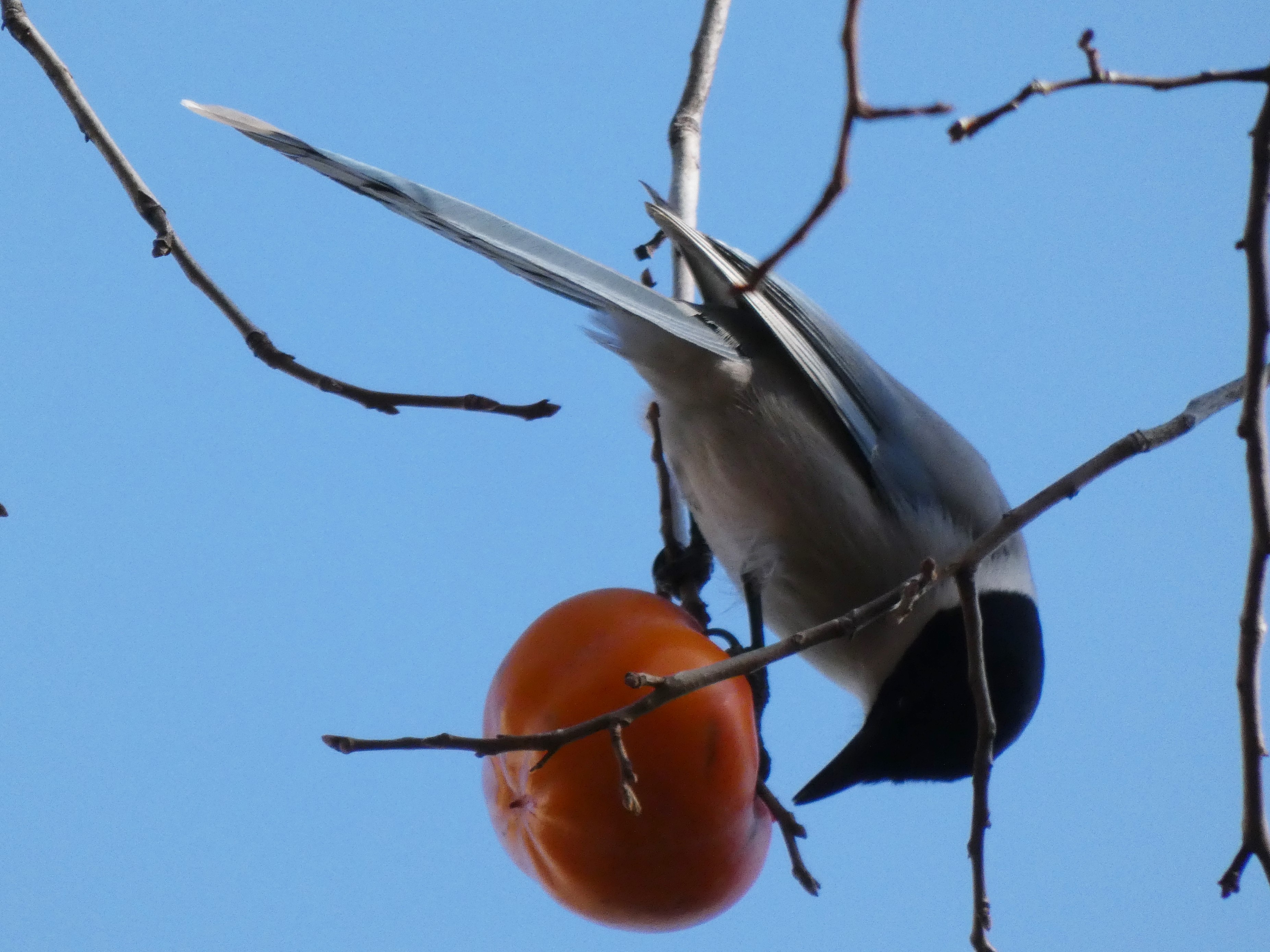 柿の実をついばむオナガ（下落合野鳥の森公園。2019/12撮影）