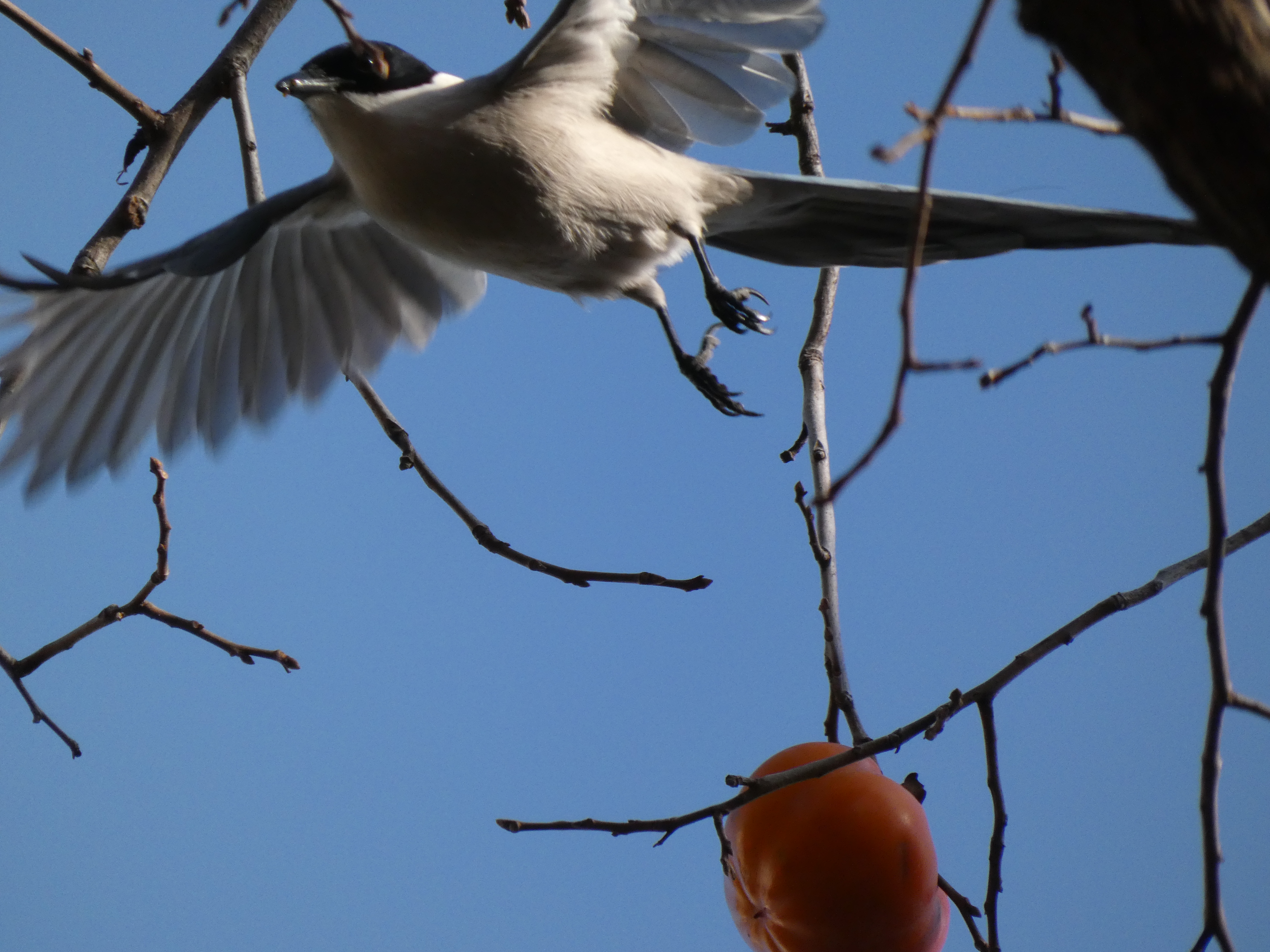 けたたましく鳴きながら、オナガがせわしなく飛び回る（下落合野鳥の森公園。2019/12撮影）