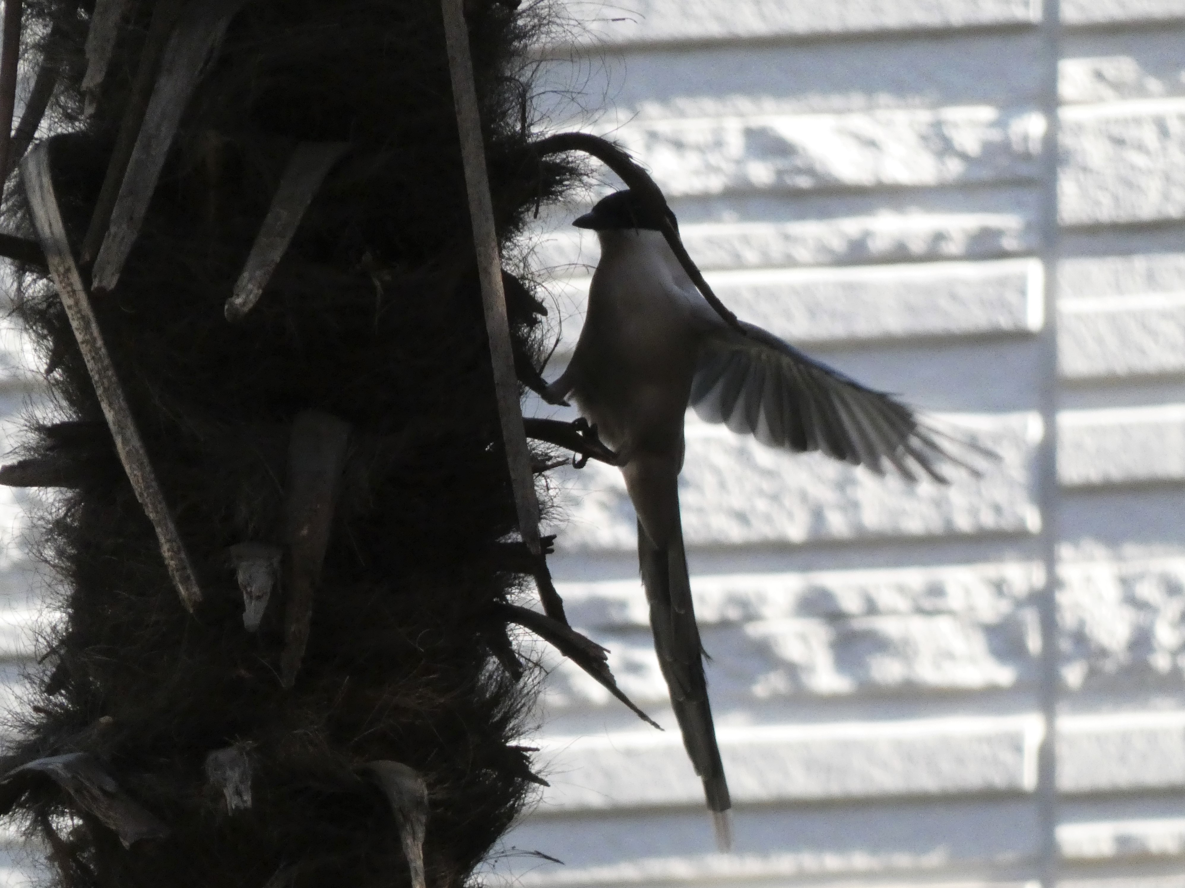 シュロの木に潜んでいる虫を狙うオナガ（下落合野鳥の森公園。2019/12撮影）