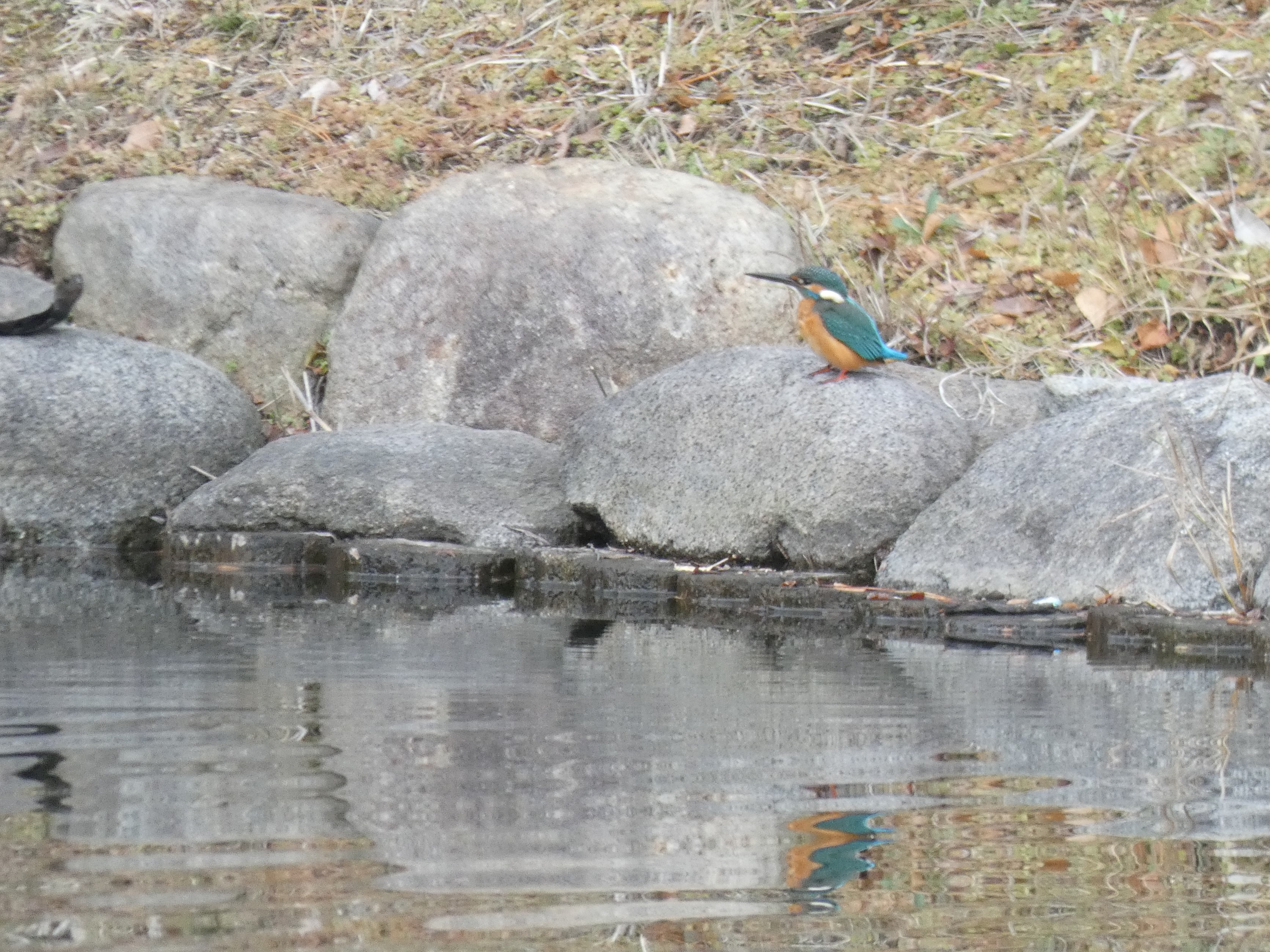 カワセミは、さまざまな水辺で目撃されている。この写真は、旧御涼亭の池のほとり（新宿御苑。2019/12撮影）