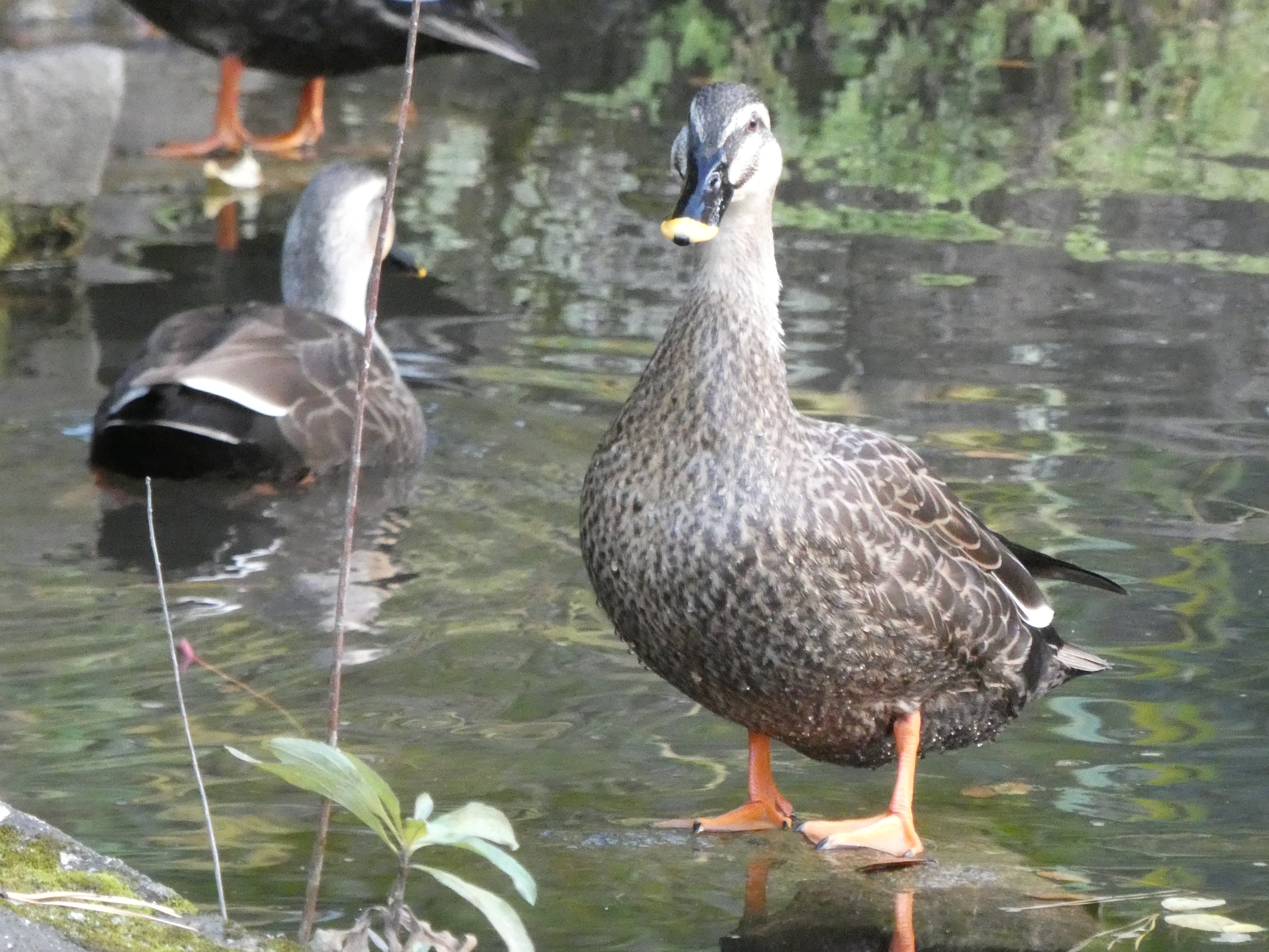 くちばしの先端の黄色が目印のカルガモ（哲学堂公園。2019/12撮影）