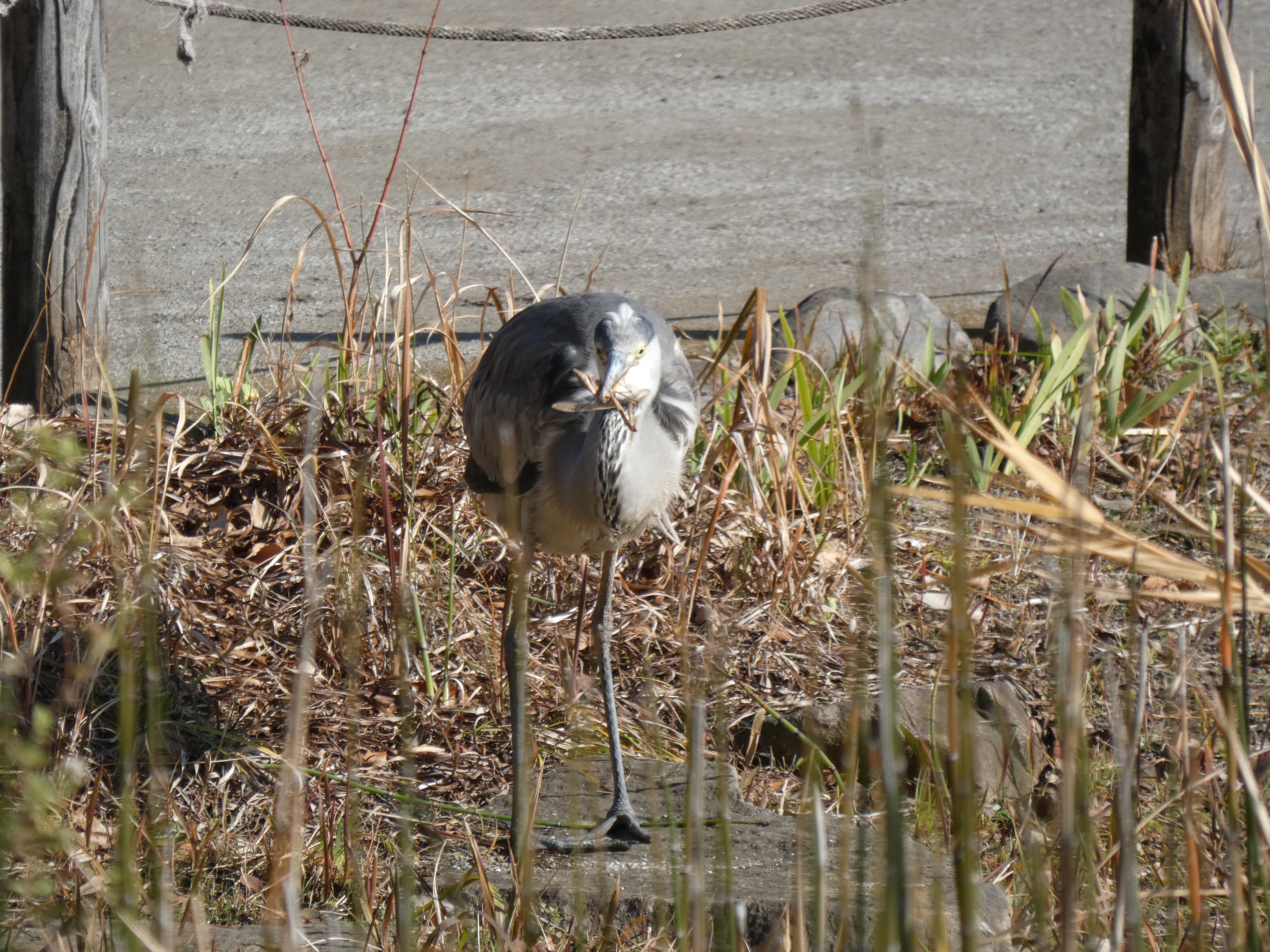 カマキリを捕食したアオサギ（哲学堂公園。2019/12撮影）