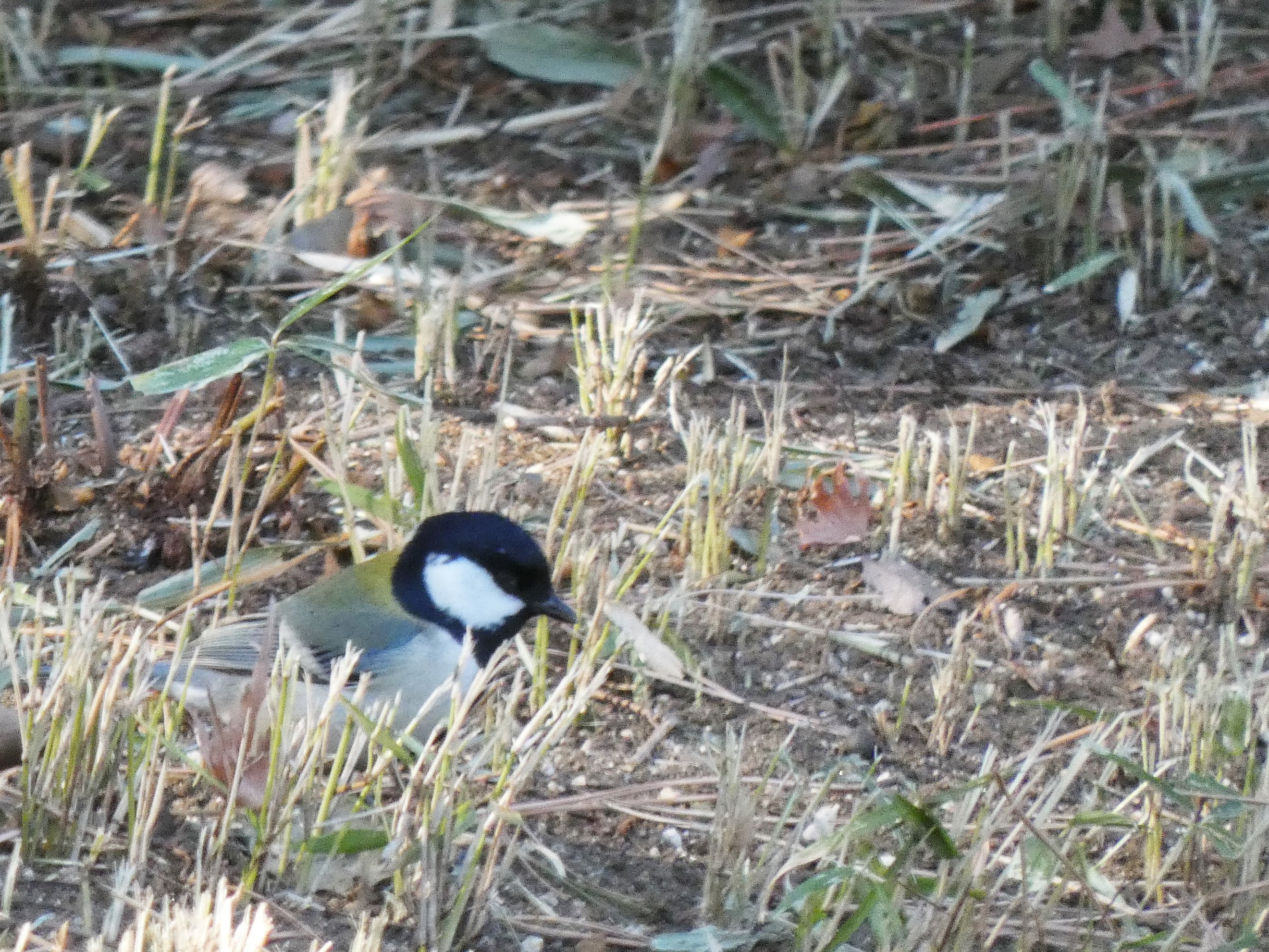 地面で餌を探すシジュウカラ（哲学堂公園。2020/01撮影）