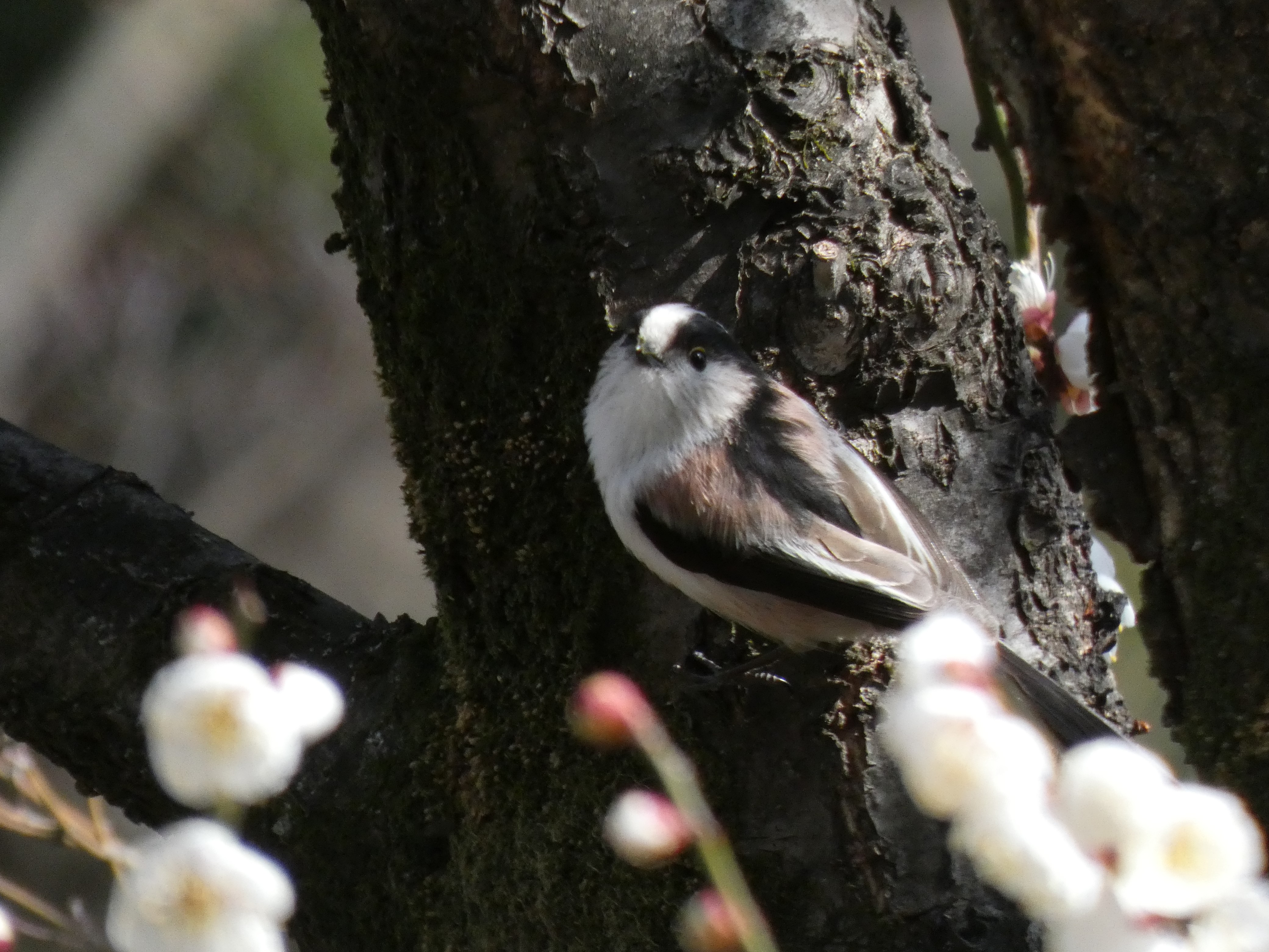 蜜が吸えないエナガ（哲学堂公園。2020/02撮影）