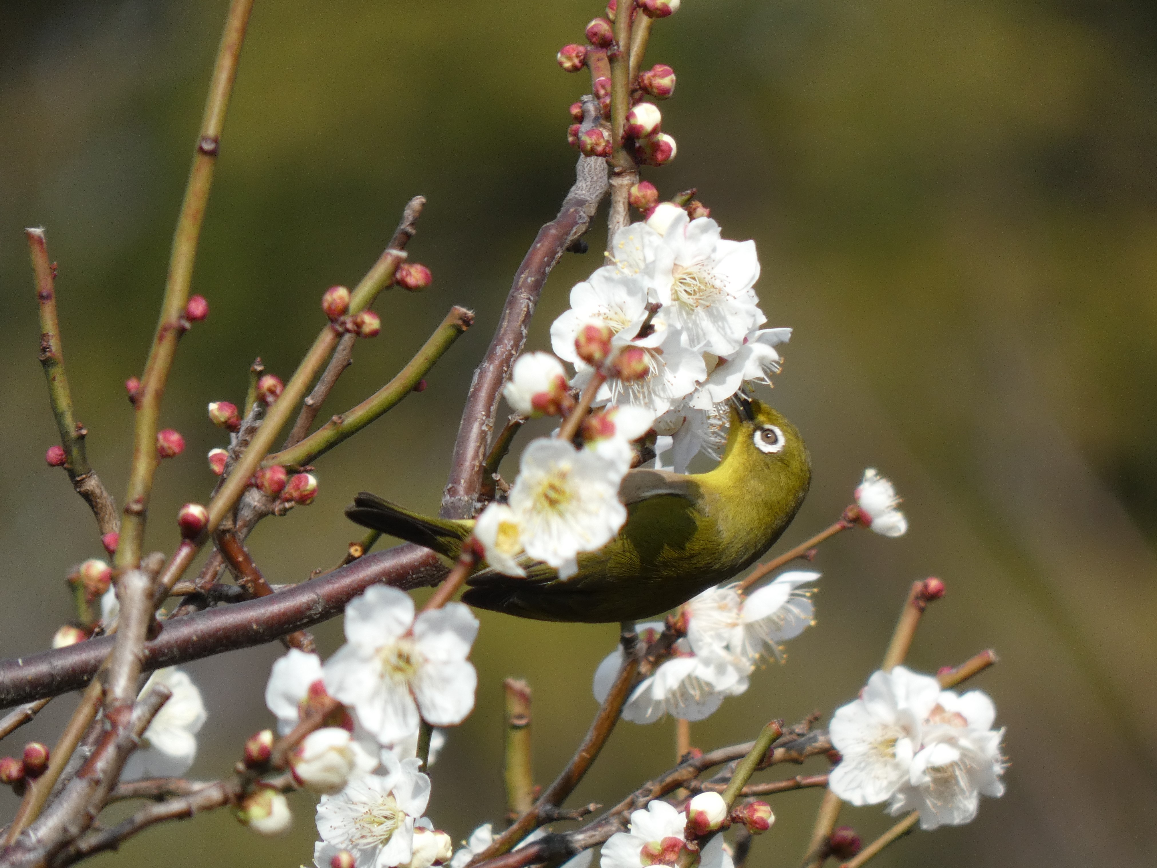 満開の梅の蜜を堪能するメジロ2（哲学堂公園。2020/02撮影）