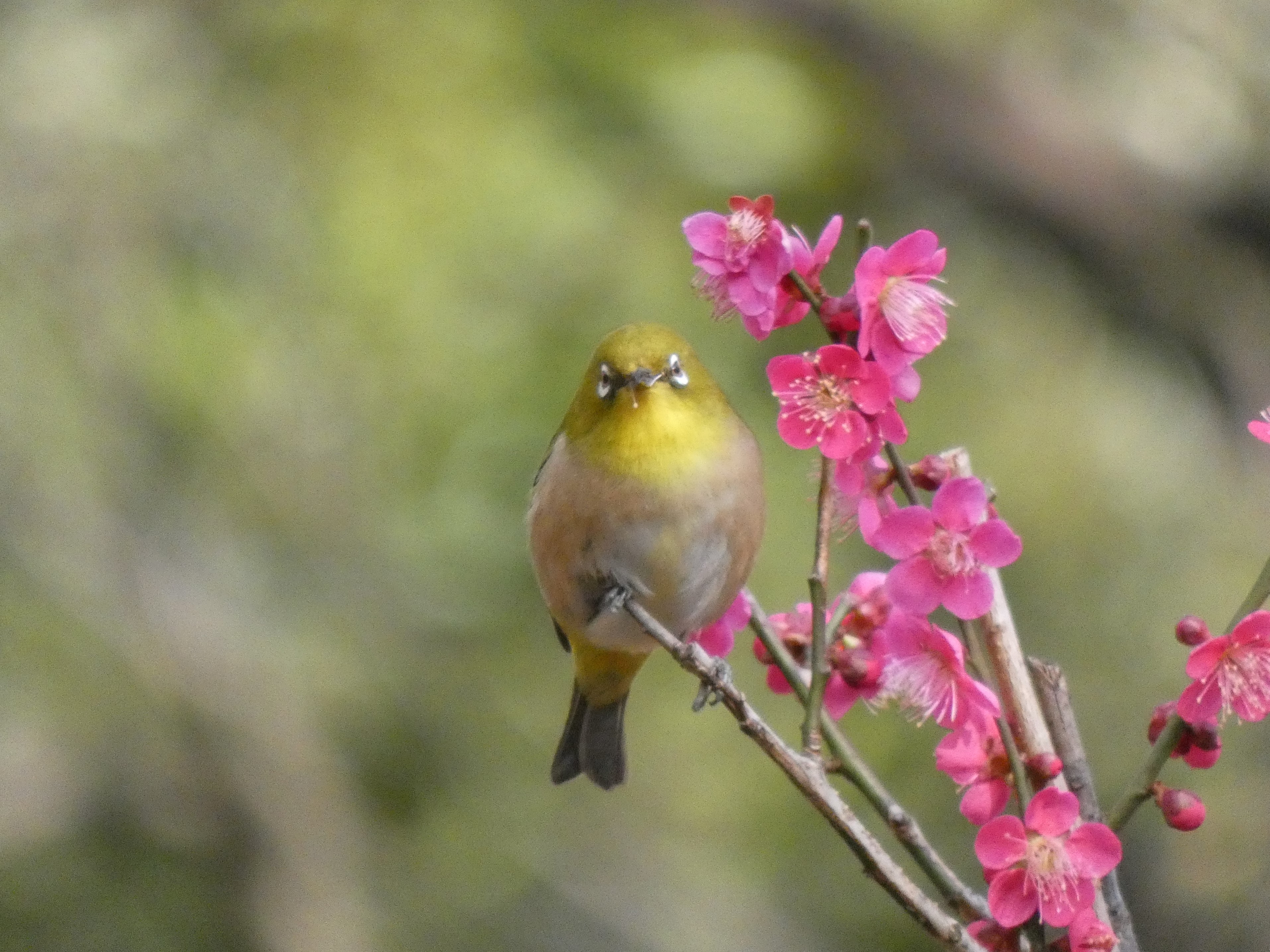 紅梅とメジロ。くちばしについているのはおしべ？（哲学堂公園。2020/02撮影）